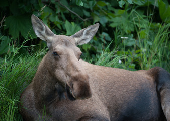 Cow moose in vegetation