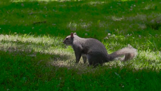 Small squirrel running freely in the park