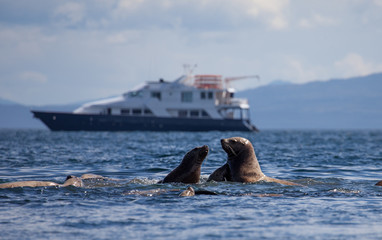 Sea lions fighting in front of a small cruise ship in Alaska