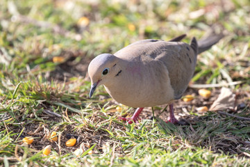 Mourning Dove, American Mourning Dove, Rain Dove - Zenaida macroura
