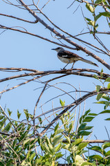 Northern Mockingbird - Mimus polyglottos perched in an Elm tree