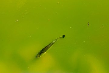 Obraz premium Predator Bass Hunting Minnows: Predator bass hunting a school of minnows in shallow water in the Alabama River.