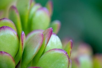 Jade Plant, Friendship Tree, Lucky Plant, Money Plant, Money Tree - Crassula ovata