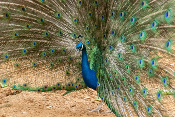 Obraz premium Peacock with Feathers Displayed