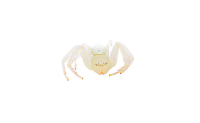 Spider (white) isolated on white background.