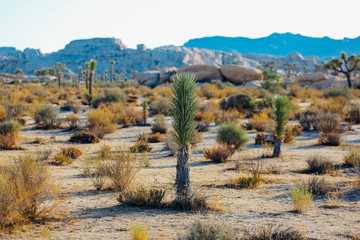 Joshua Tree 8 