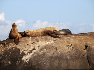 Relaxing in the sunshine.
Three Steller Sea Lions soaking up the sun in southern British Columbia.