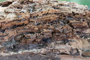 White Orchid Tree Rotted Root with Termite Damage