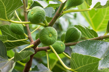 Fig Fruit Growing on tree - Ficus Carica