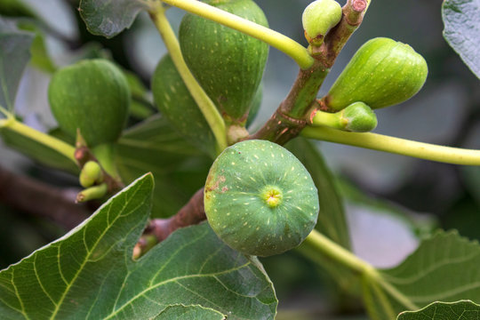 Fig Fruit Growing on tree - Ficus Carica