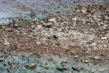 A red spotted purple admiral butterfly with wings spread, on the rocks next to the creek.
