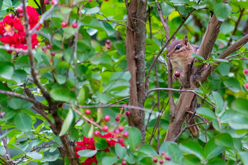 Cute Chipmunk in a tree with flowers