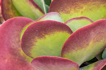 Paddle Plant, Red Pancakes, Flapjack, Desert Cabbage - Kalanchoe luciae