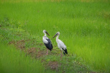 The beauty of nature in rice field