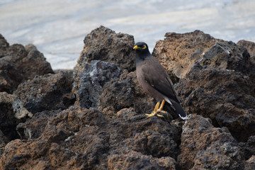 Bird on a rock