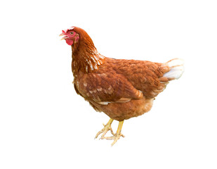 Brown hen isolated on a white background