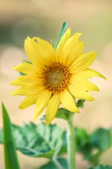 Obraz premium Sunflower in Spring