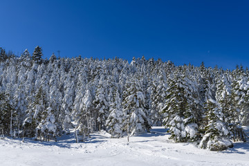 冬の北八ヶ岳の森
