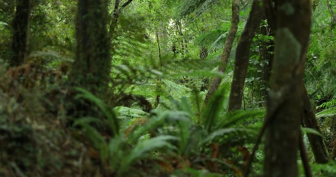 Hotikita Gorge, South Island, New Zealand, 60fps, Blue Water and Tree Ferns,