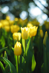 Naklejka premium Colorful yellow tulips