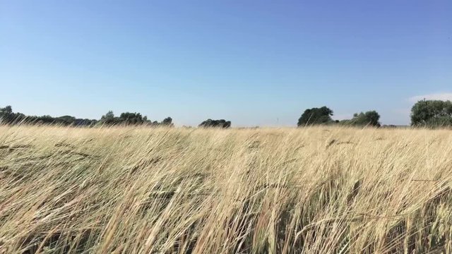 Wheet field blowing in the wind with blue sky.