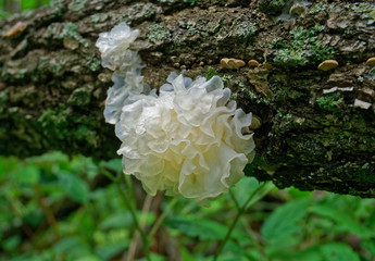 Chinese gelatinous fungi. Mushroom Tremella fuciformis