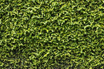 壁を覆うツタの葉