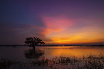 Obraz premium Twilight sky sunset reflect on water at lake farm field landscape and tree silhouette with golden cloudy background