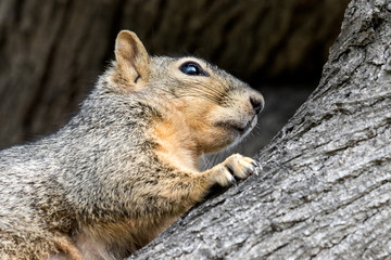 Eastern Fox Squirrel, Fox Squirrel, Bryant's Fox Squirrel - Sciurus niger