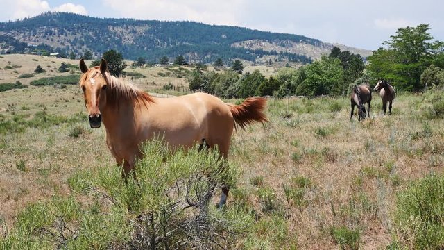 Horse in Colorado field