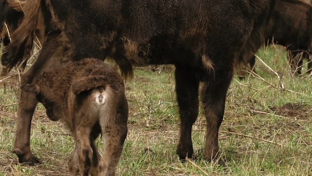 Baby aurochs, european bison
