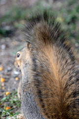 Eastern Fox Squirrel, Fox Squirrel, Bryant's Fox Squirrel - Sciurus niger
