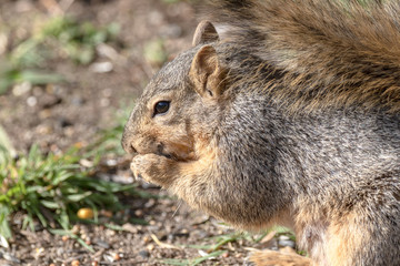 Eastern Fox Squirrel, Fox Squirrel, Bryant's Fox Squirrel - Sciurus niger