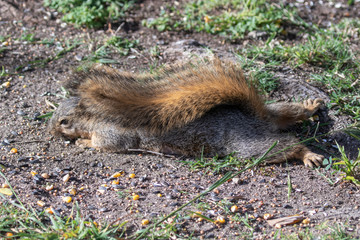 Eastern Fox Squirrel, Fox Squirrel, Bryant's Fox Squirrel - Sciurus niger
