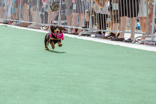 Wiener Dog Race 4