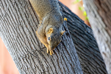 Eastern Fox Squirrel, Fox Squirrel, Bryant's Fox Squirrel - Sciurus niger