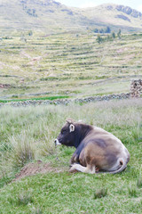 Big beutiful bull and green grass in the background. 