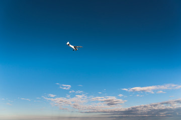Fototapeta na wymiar An airplane in the air against a blue sky. 
