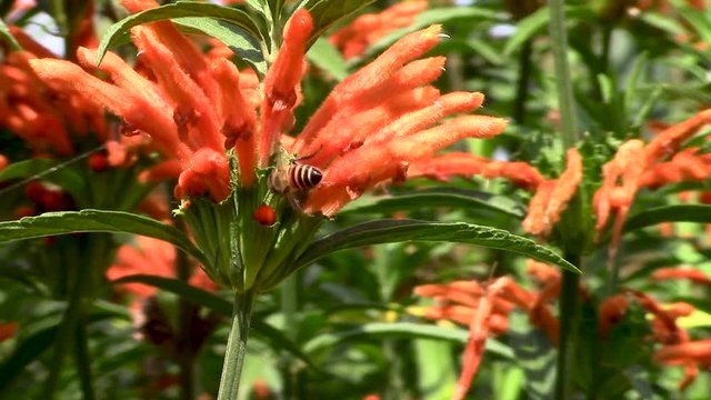 Honey bee sucking nectar out of bright orange Leonotis leonurus or wild dagga flower