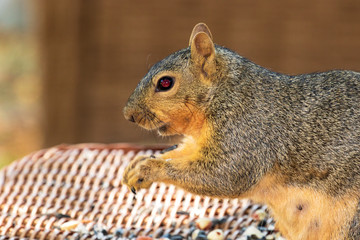 Eastern Fox Squirrel, Fox Squirrel, Bryant's Fox Squirrel - Sciurus niger