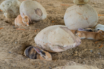 brown rabbit, bunny pet