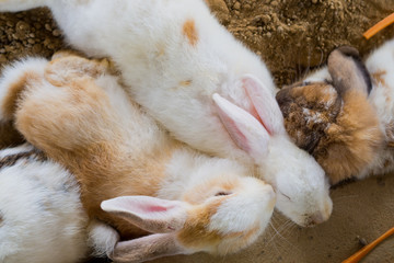 brown rabbit, bunny pet