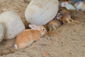 brown rabbit, bunny pet