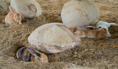 brown rabbit, bunny pet
