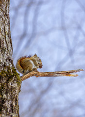 Fototapeta premium Squirrel on break 