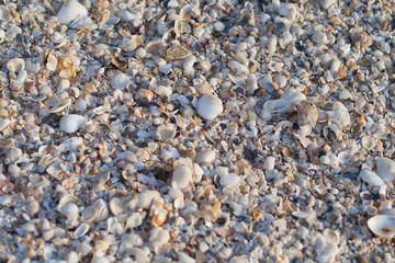 shells on the ground
