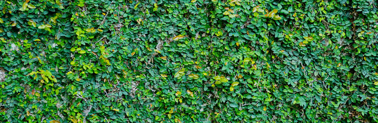 green leaves natural background wallpaper, leaf texture,