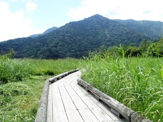 湿原の木道