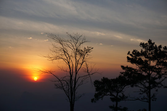 sunrise and silhouette tree
