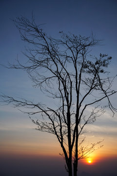 sunrise and silhouette tree